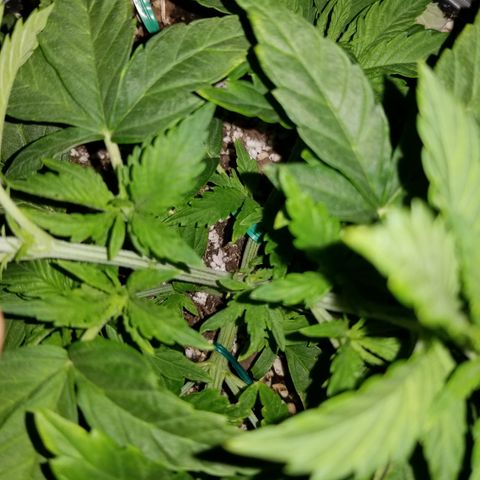 Auto Greengo bio haze Kera seeds growlog photo: About to start flowering soon. 