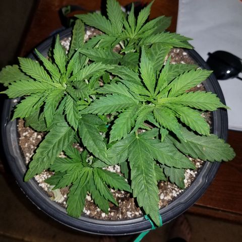Auto Greengo bio haze Kera seeds growlog photo: About to start flowering soon. 