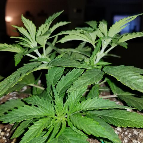 Auto Greengo bio haze Kera seeds growlog photo: About to start flowering soon. 
