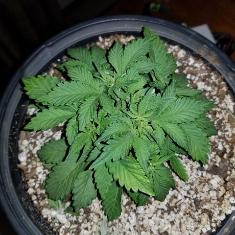 Strawberry fusion synergy automatics  growlog timeline photo