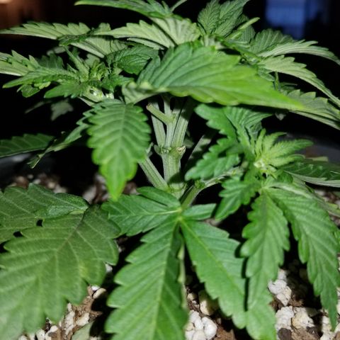 Strawberry fusion synergy automatics  growlog timeline photo