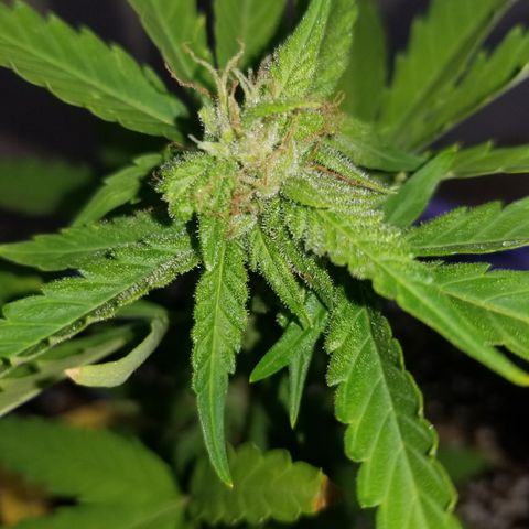 Amnesia Haze Auto  growlog timeline photo