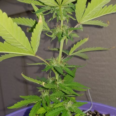Amnesia Haze Auto  growlog timeline photo