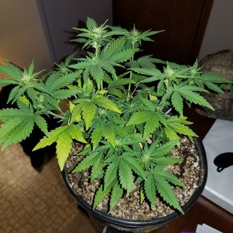 STRAWBERRY FIELDS   growlog photo: Week 4 