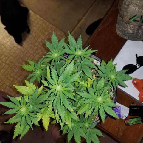 STRAWBERRY FIELDS   growlog photo: Week 4 