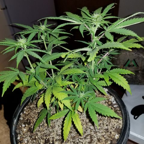 STRAWBERRY FIELDS   growlog photo: Week 4 