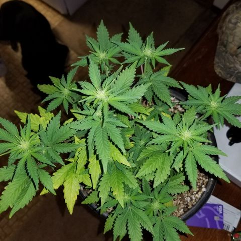 STRAWBERRY FIELDS   growlog photo: Week 4 