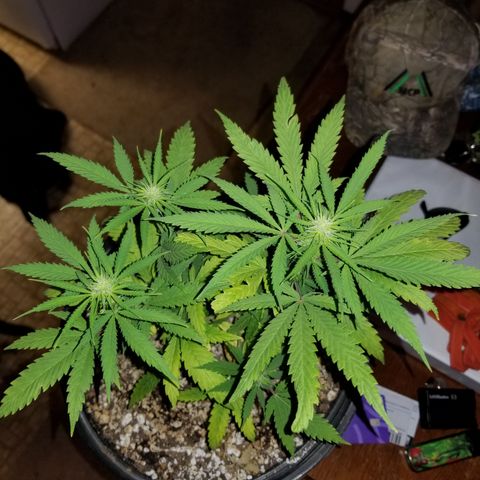 STRAWBERRY FIELDS   growlog photo: Week 4 