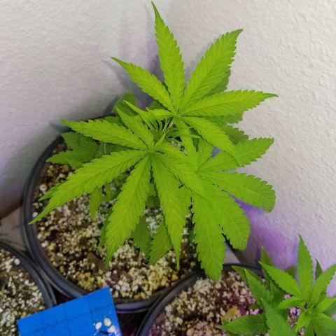 JINX G TEST GROW 2020  growlog timeline photo