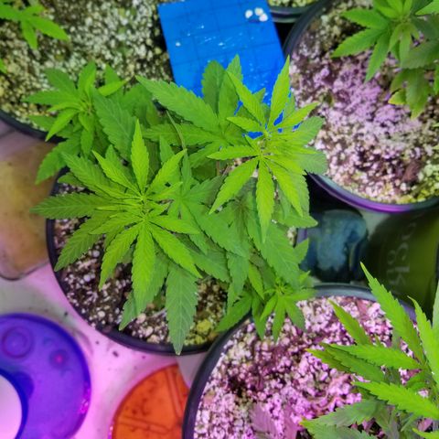 JINX G TEST GROW 2020  growlog timeline photo