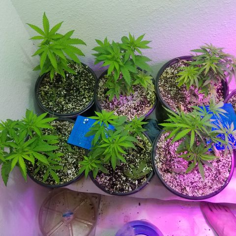 JINX G TEST GROW 2020  growlog timeline photo