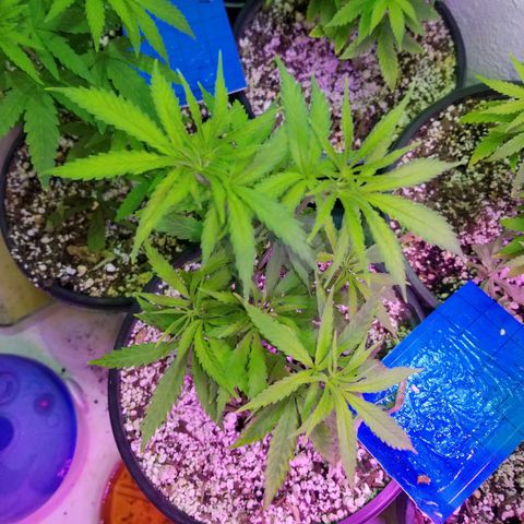 JINX G TEST GROW 2020  growlog timeline photo