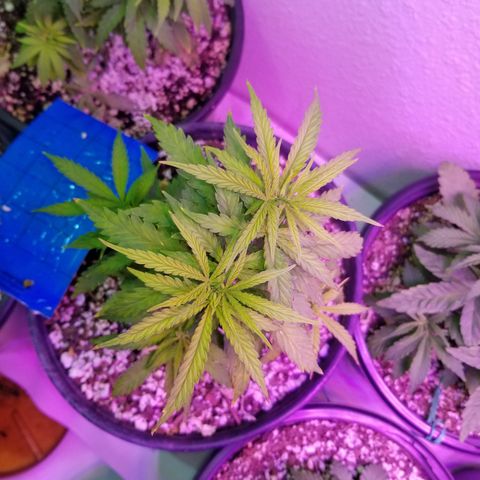 JINX G TEST GROW 2020  growlog timeline photo