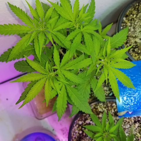 JINX G TEST GROW 2020  growlog timeline photo