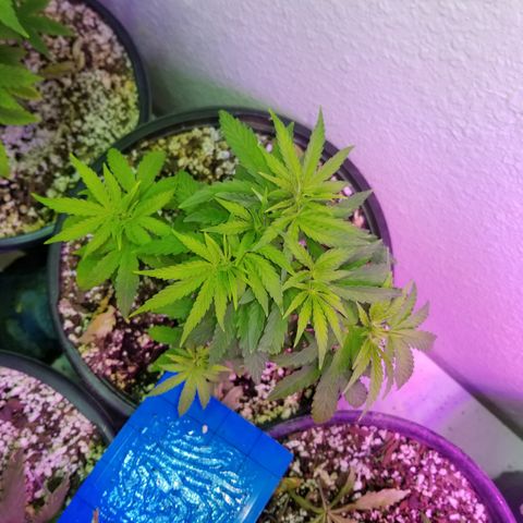 JINX G TEST GROW 2020  growlog timeline photo