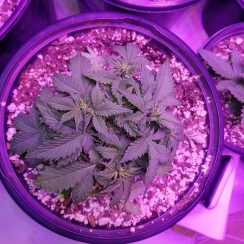 Strawberry fusion synergy automatics  growlog timeline photo
