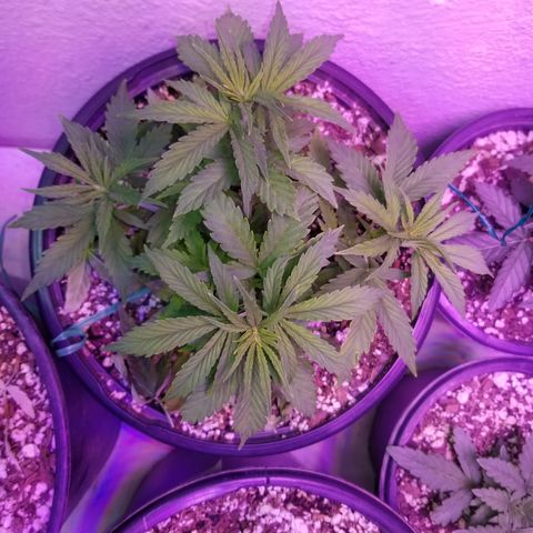 Auto Greengo bio haze Kera seeds growlog timeline photo