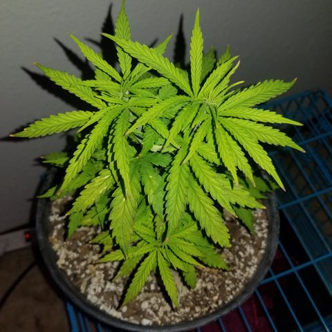 JINX G TEST GROW 2020  growlog timeline photo