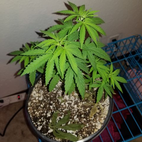 JINX G TEST GROW 2020  growlog timeline photo