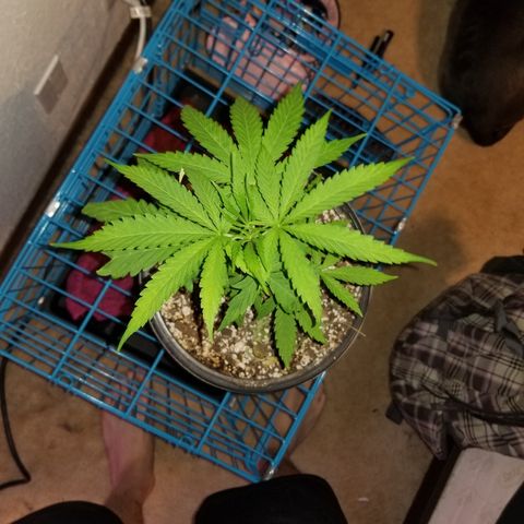 JINX G TEST GROW 2020  growlog timeline photo