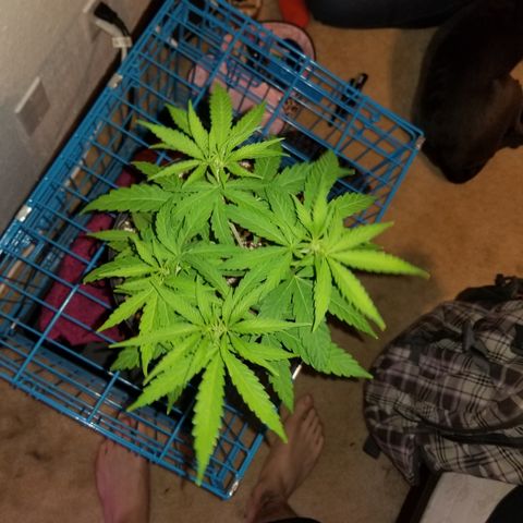 JINX G TEST GROW 2020  growlog timeline photo