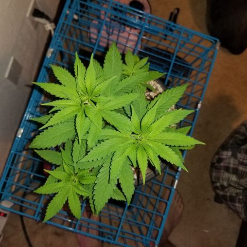 JINX G TEST GROW 2020  growlog timeline photo