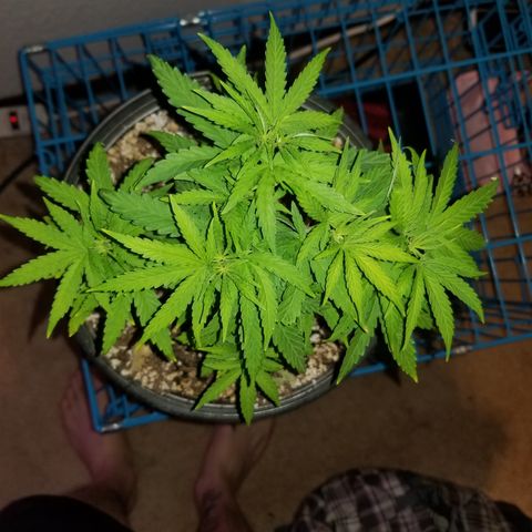 JINX G TEST GROW 2020  growlog timeline photo