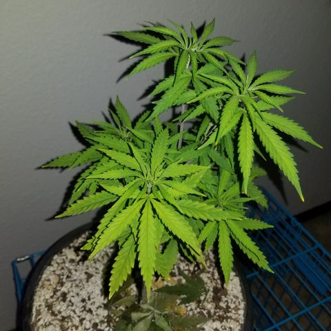 JINX G TEST GROW 2020  growlog timeline photo