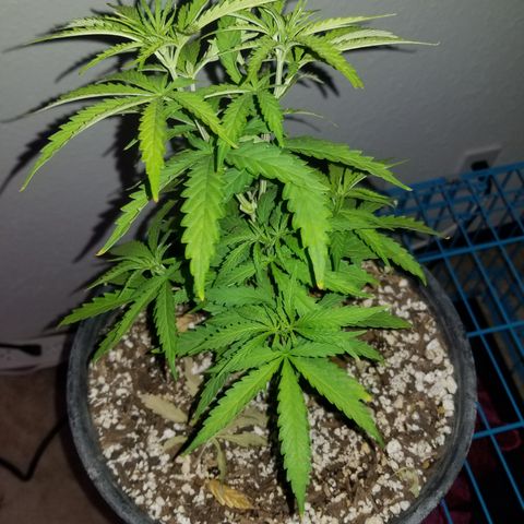 JINX G TEST GROW 2020  growlog timeline photo