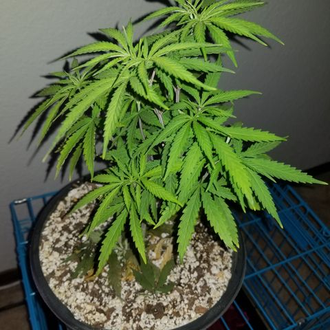 JINX G TEST GROW 2020  growlog timeline photo