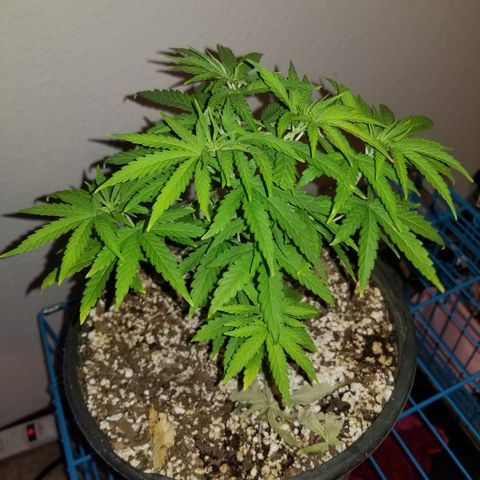 JINX G TEST GROW 2020  growlog timeline photo