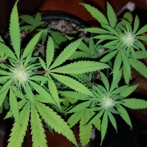 STRAWBERRY FIELDS   growlog timeline photo