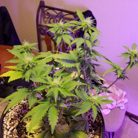 STRAWBERRY FIELDS   growlog timeline photo