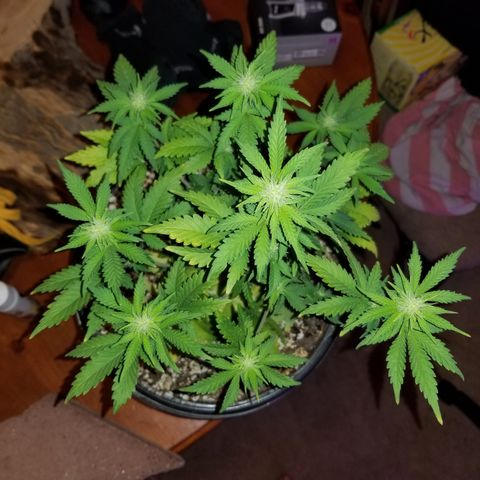 STRAWBERRY FIELDS   growlog timeline photo