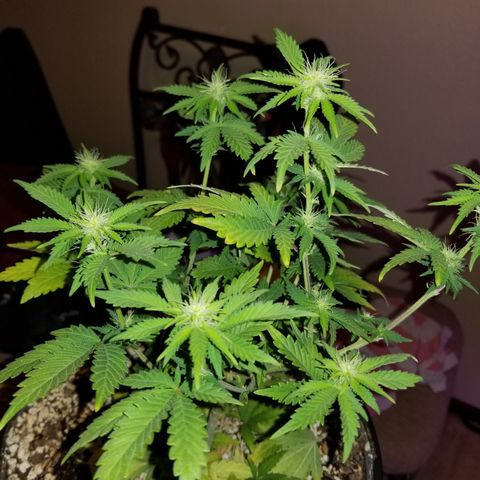 STRAWBERRY FIELDS   growlog timeline photo