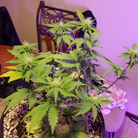 STRAWBERRY FIELDS   growlog timeline photo