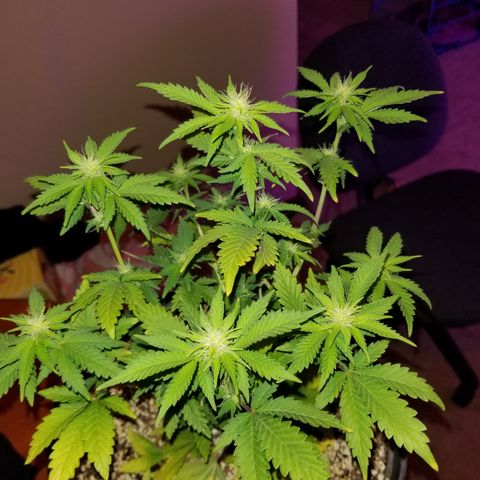 STRAWBERRY FIELDS   growlog timeline photo
