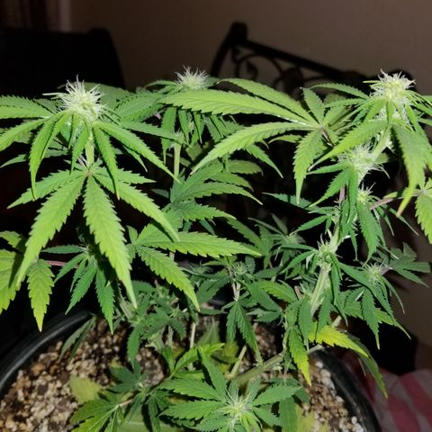 STRAWBERRY FIELDS   growlog timeline photo