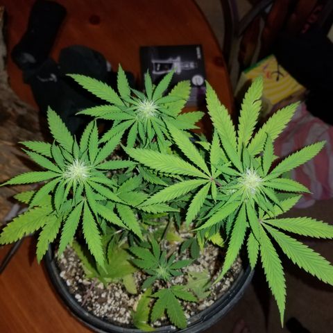 STRAWBERRY FIELDS   growlog timeline photo