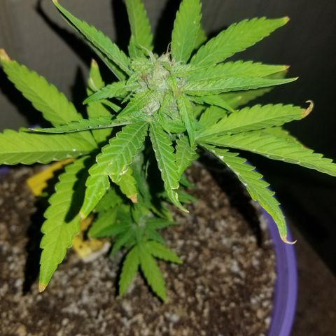 Amnesia Haze Auto  growlog timeline photo