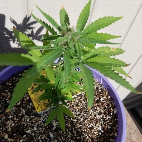 Amnesia Haze Auto  growlog timeline photo