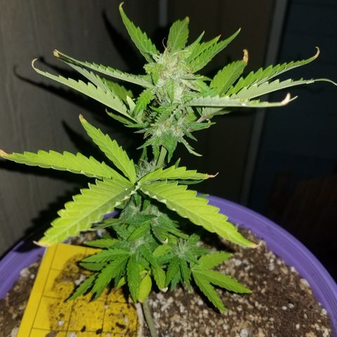 Amnesia Haze Auto  growlog timeline photo