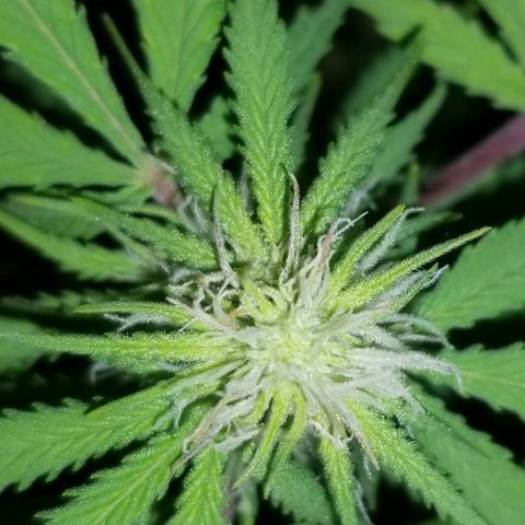 STRAWBERRY FIELDS   growlog timeline photo