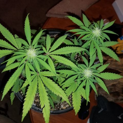 STRAWBERRY FIELDS   growlog timeline photo
