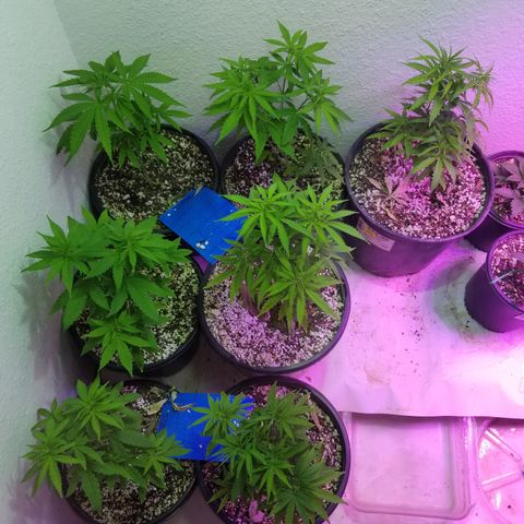 JINX G TEST GROW 2020  growlog timeline photo