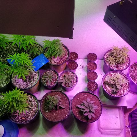 JINX G TEST GROW 2020  growlog timeline photo