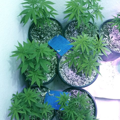 JINX G TEST GROW 2020  growlog timeline photo