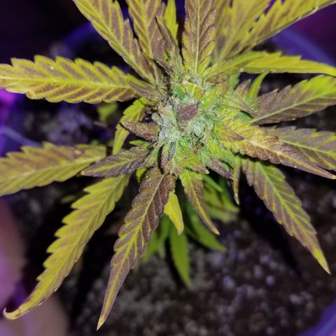 Amnesia Haze Auto  growlog timeline photo