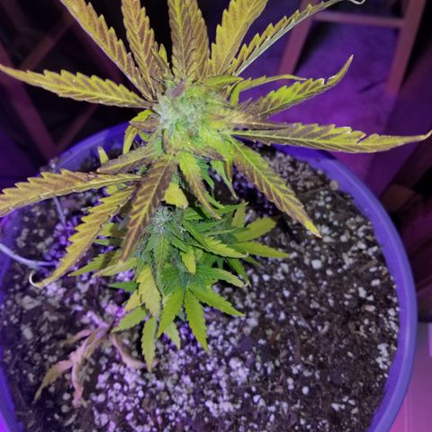 Amnesia Haze Auto  growlog timeline photo