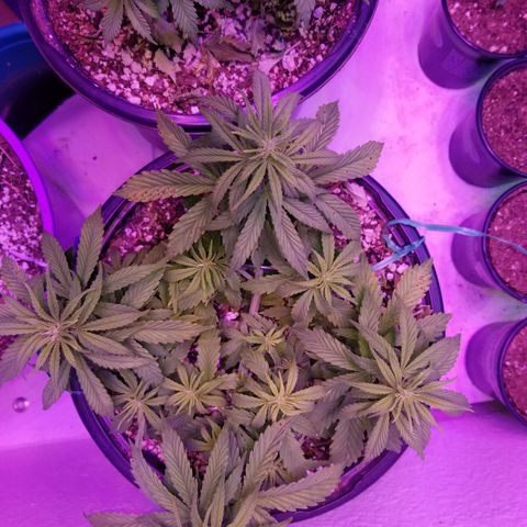 Auto Greengo bio haze Kera seeds growlog timeline photo